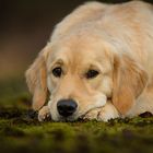 9 Monate alter Golden Retriever