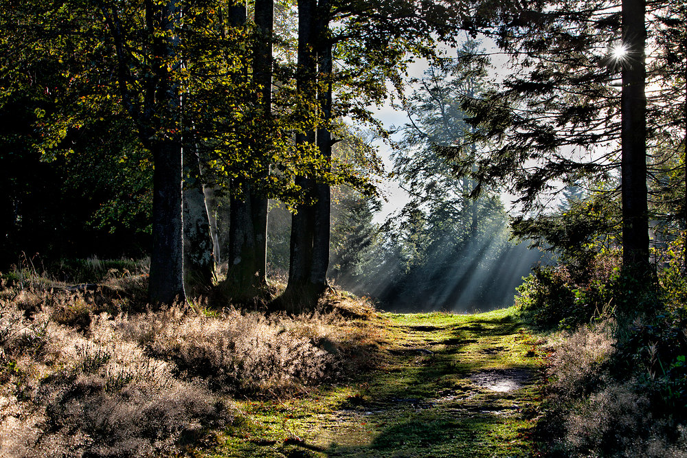 9 o'clock in the Black Forest