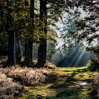 9 o'clock in the Black Forest