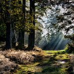 9 o'clock in the Black Forest