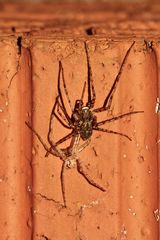 (9) PHILODROMUS MARGARITATUS - Für Anna-Dora Sartorio, unsere "grande dame" der Naturfotografie, ...