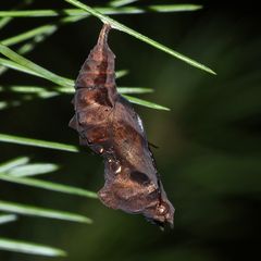 (9) Raupen und eine Puppe des C-Falters (Polygonia c-album)