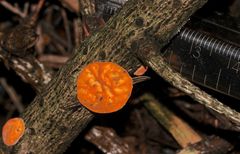 (9) SONNTAGSRÄTSEL vom 4.2.2018 - Roter Tannenbecherling (Pithya vulgaris)