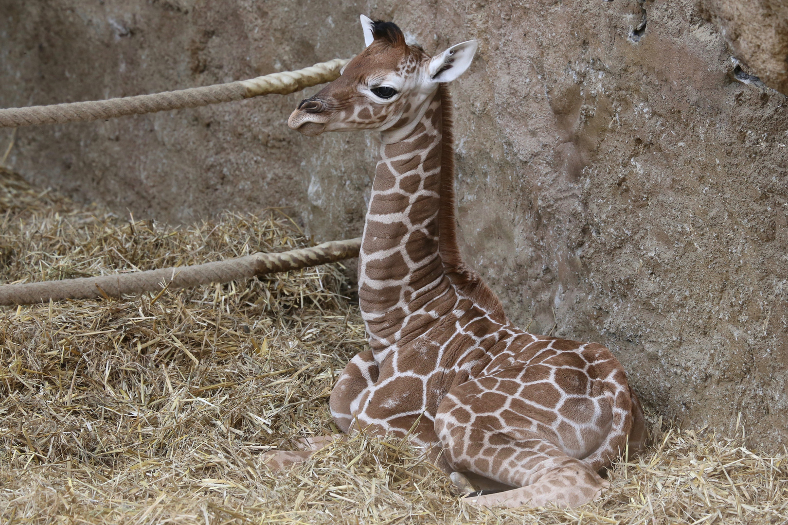 9 Tage alte Netzgiraffe im Zoo Duisburg