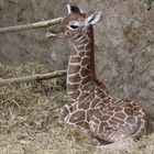 9 Tage alte Netzgiraffe im Zoo Duisburg