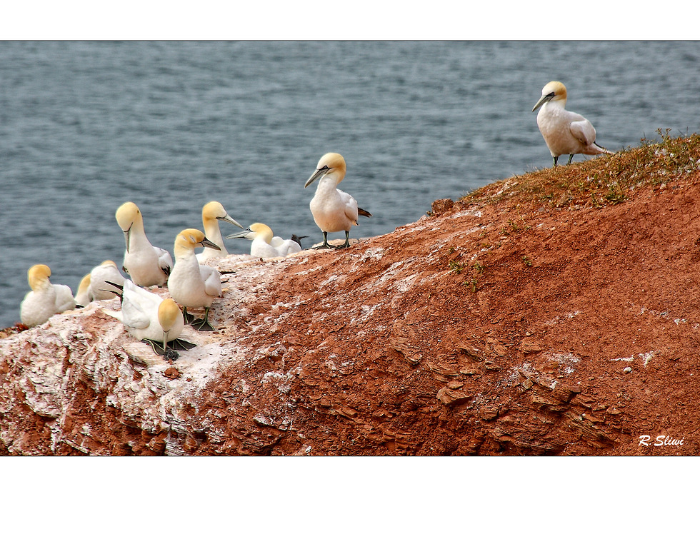 9 Tölpel auf Helgoland