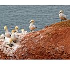 9 Tölpel auf Helgoland