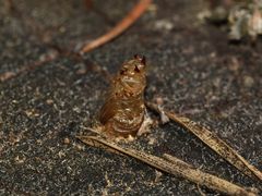 (9) Tunnel-Bohrmaschinen ... eine Raubfliege der Gattung LAPHRIA