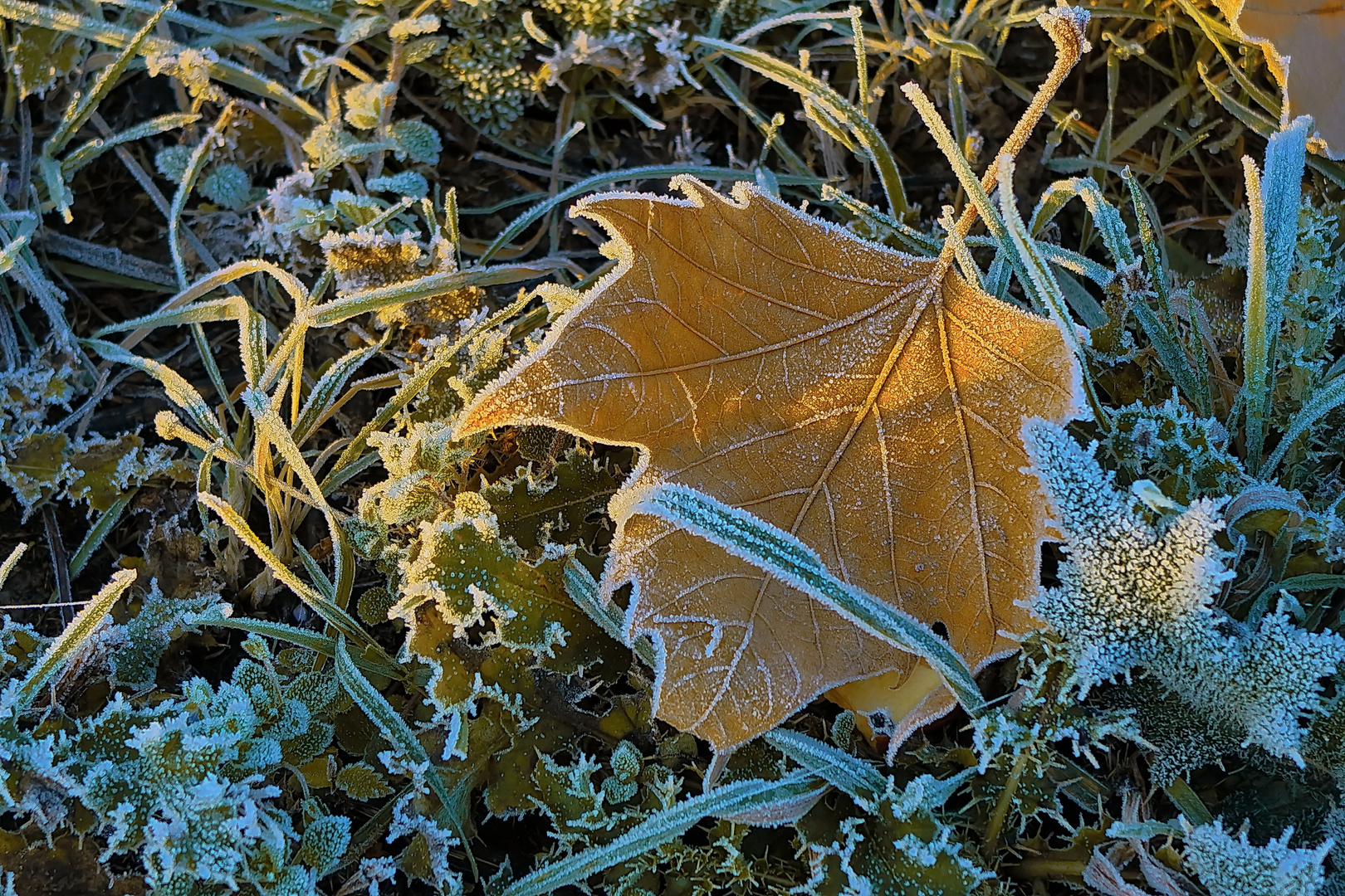 9 Uhr Wochenstart : Raureif/Sonnenaufgang - Feldweg Blatt, Foto & Bild