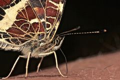 (9) Unterschiedliche Färbungen der Sommerform des Landkärtchens (Araschnia levana f. prorsa)    