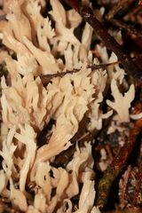 (9) Vier ähnliche, helle, korallenartige Pilze