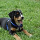 9 Wochen alter Appenzeller Sennenhund