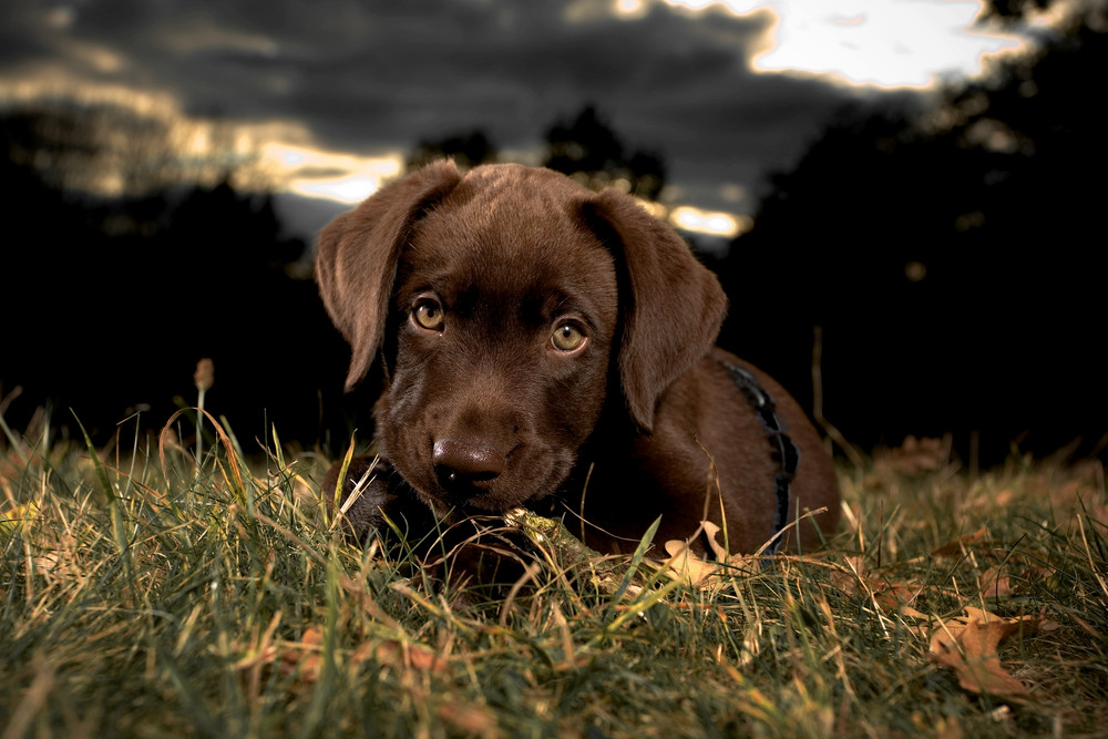 9 Wochen alter Labrador-Retriever...