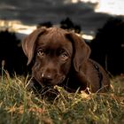 9 Wochen alter Labrador-Retriever...