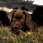 9 Wochen alter Labrador-Retriever...