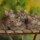 9 Wochen junge Golden tabby Kitten, Highlander, wollen die Welt erobern