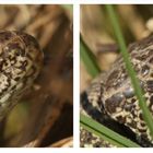 (9) ZAUNEIDECHSEN - meine Namenstagstierchen. LACERTA AGILIS