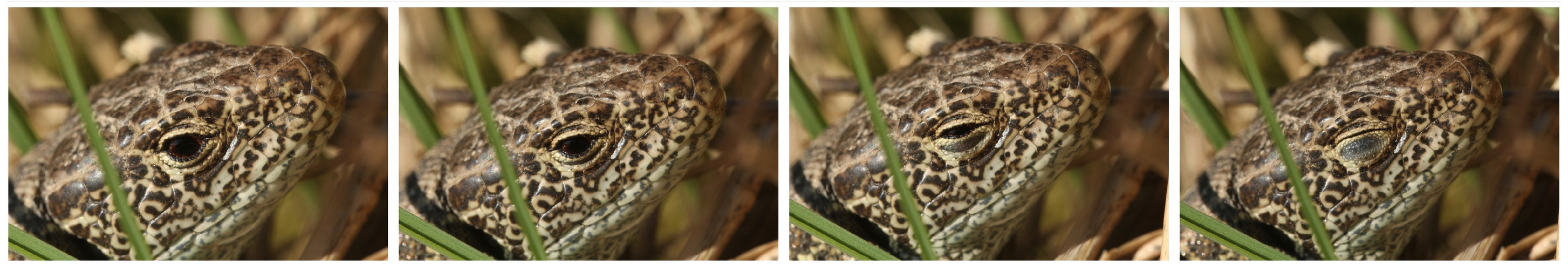 (9) ZAUNEIDECHSEN - meine Namenstagstierchen. LACERTA AGILIS