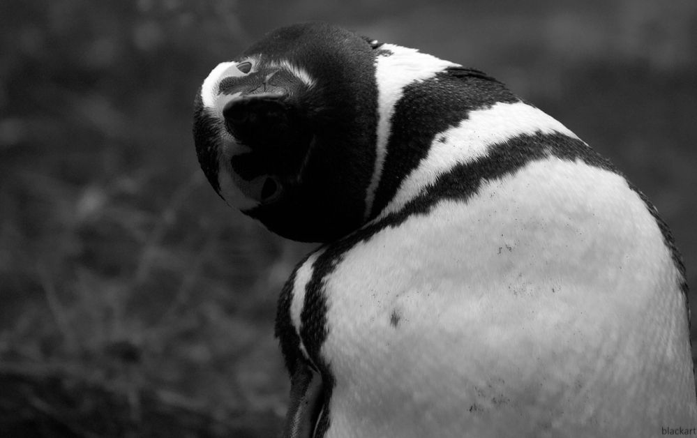 90 grad pinguin blick ...