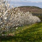 90 Prozent der Blüten sind offen......