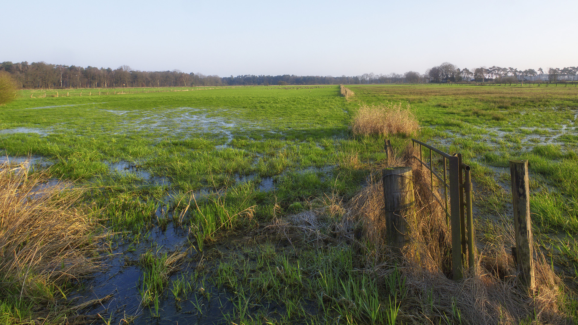 9006   Morgens in der Heide 