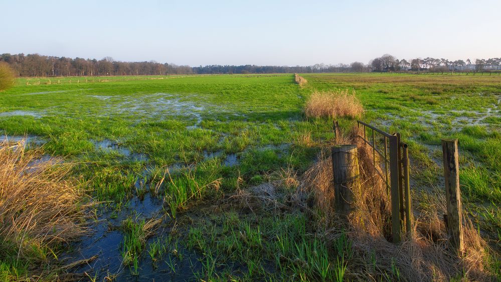 9006   Morgens in der Heide 