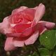 Rose aprs pluie