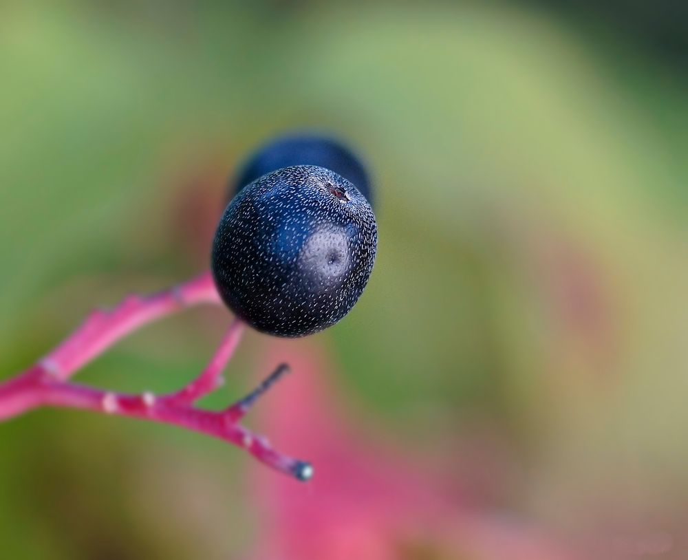 die Beere von Rm Fotografie 