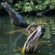 Schildkrte am Wambachsee