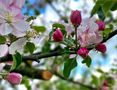Apfelblüten ... von hjostART
