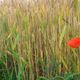 Rote Blumen im Kornfeld