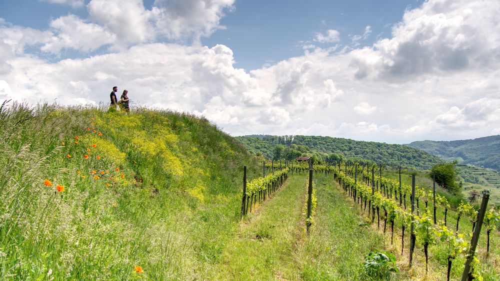 9094    ___    rund um den Kaiserstuhl   ___