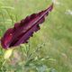 Dracunculus vulgaris