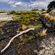 Rangitoto Island