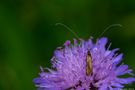 Tauben-Skabiose (Scabiosa columbaria) und Langhornmotte (Adelidae) von Tom71067