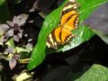 Insel Mainau - Schmetterlingshaus 03 von Detlevi