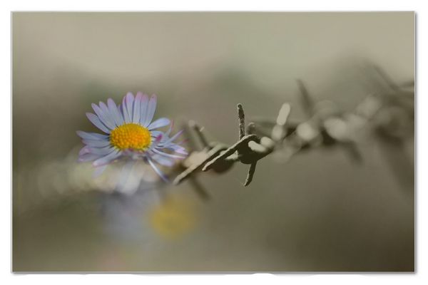 91 / 365 ... am Zaun ...