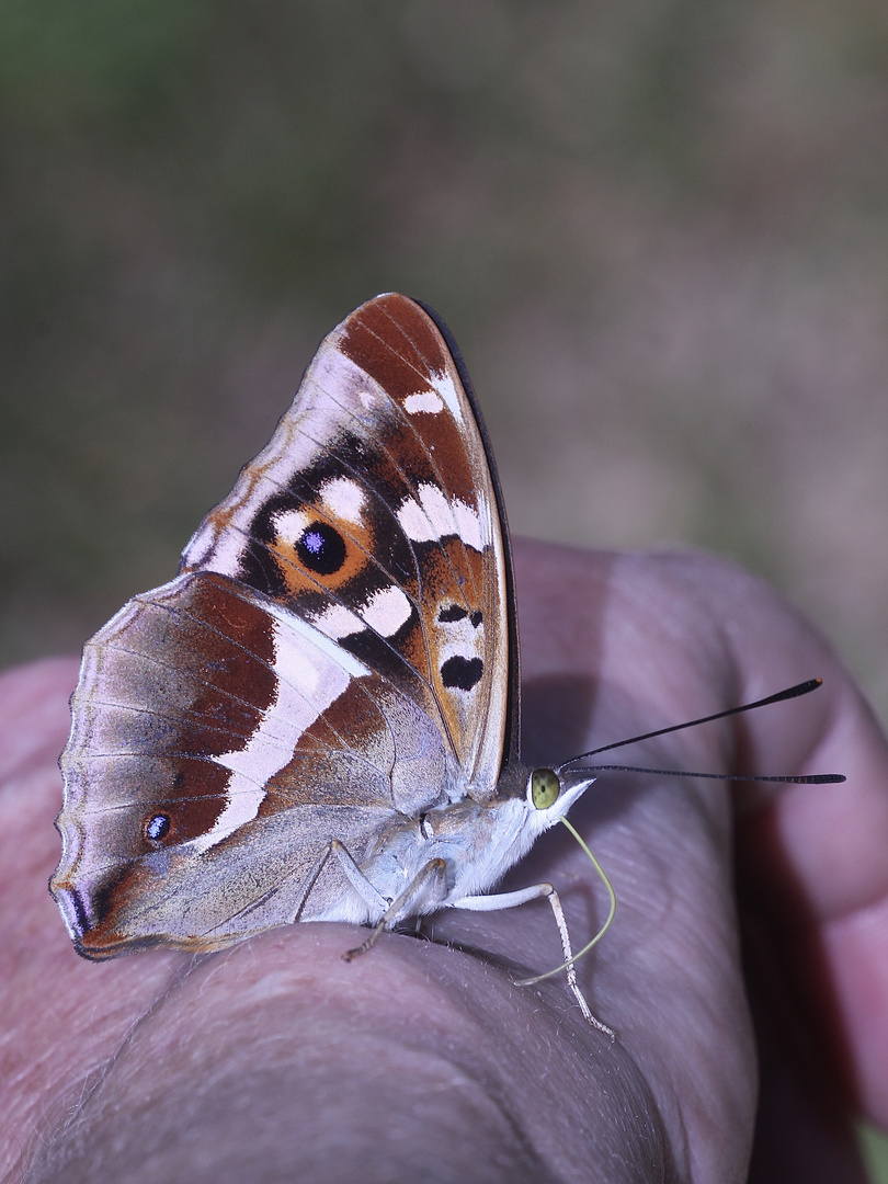 (9/10) Der Große Schillerfalter (Apatura iris)