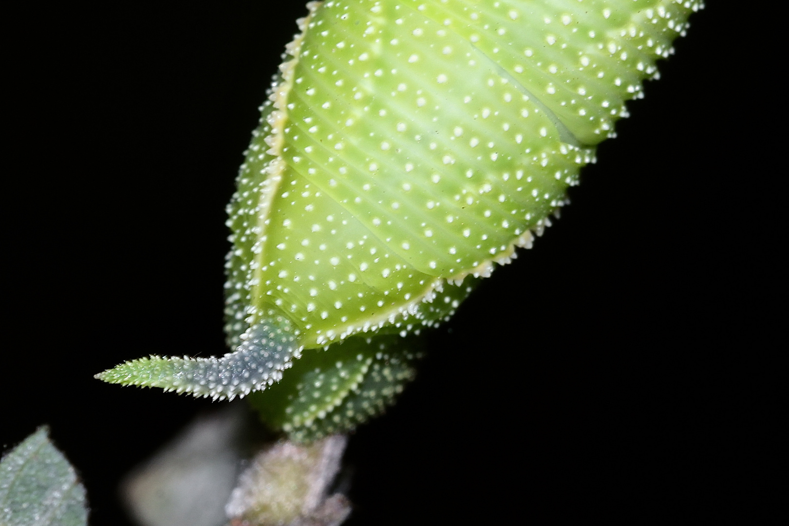 (9/10) Eine Raupe des Abendpfauenauges (Smerinthus ocellata)