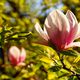 Die letzten Blten am Magnolienbaum