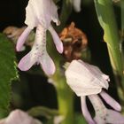 (9/11) Verschiedene Farbvarianten des Helm-Knabenkrauts (Orchis militaris)