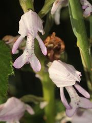 (9/11) Verschiedene Farbvarianten des Helm-Knabenkrauts (Orchis militaris)