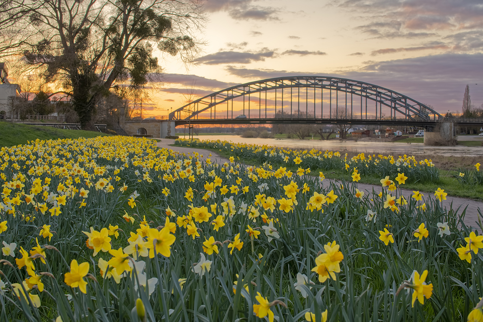 9115SB Abendstimmung mit Osterglocken an der Weser Rinteln