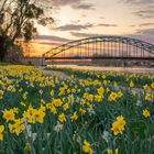 9115SB Abendstimmung mit Osterglocken an der Weser Rinteln