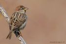 Passera di Malta (Passer hispaniolensis maltae) de Alessandraragazzi.photograph