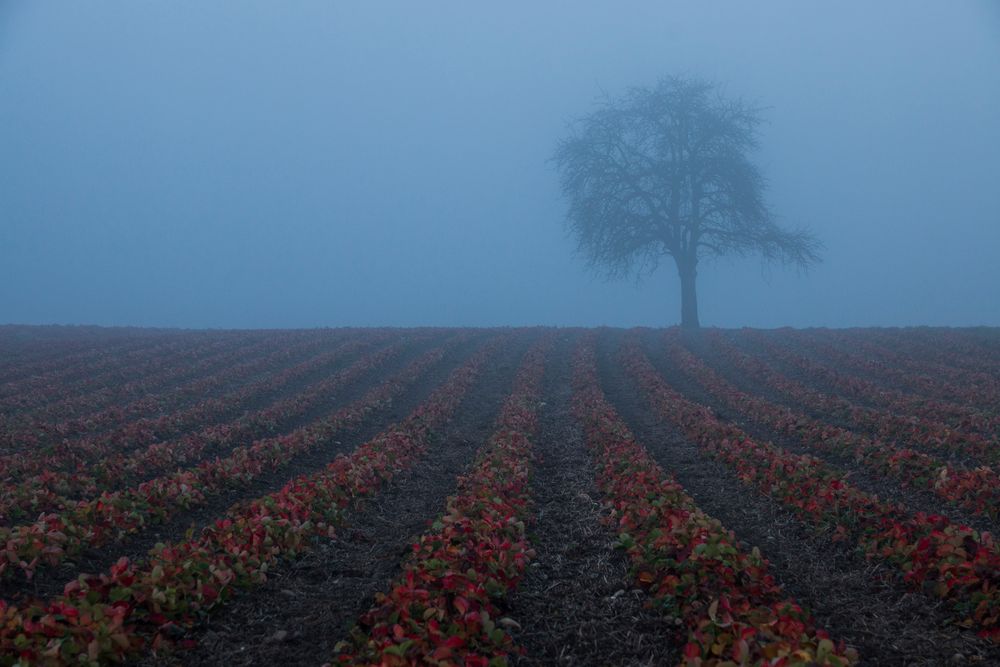 Erdbeerland im Herbst von Astrid Lohr