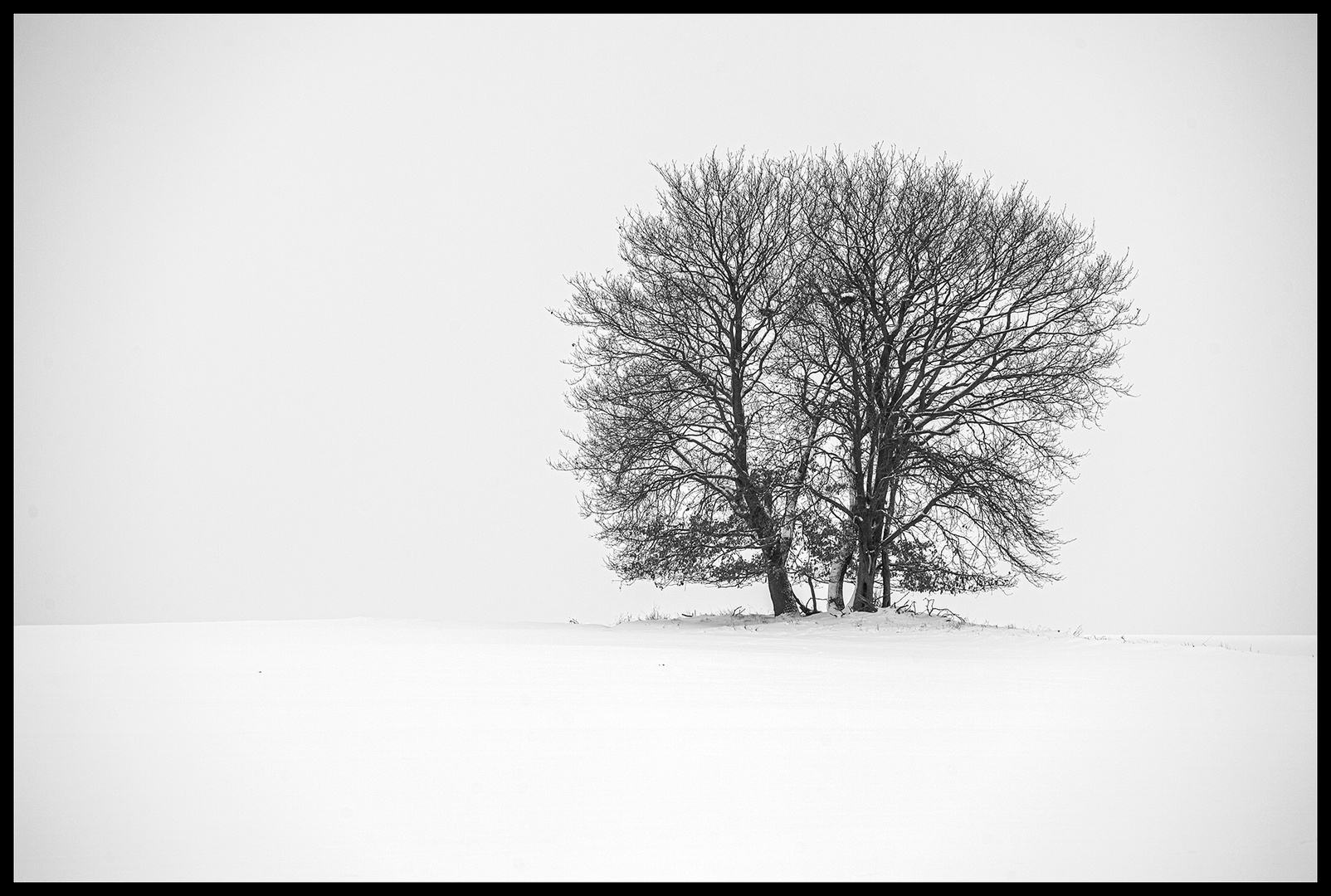 9176D Bäume - verloren im weiß der Winterlandschaft