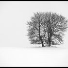 9176D Bäume - verloren im weiß der Winterlandschaft