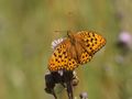 Feurige Perlmutterfalter (Argynnis adippe) von Ayubowan