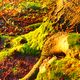 Moos am Baum bei Abendsonne